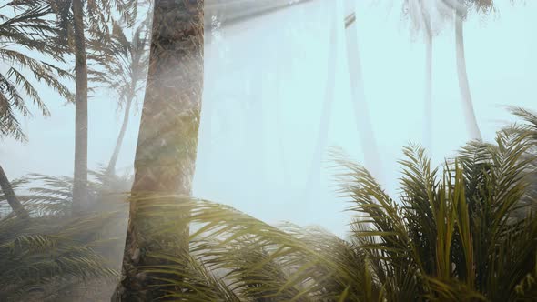 Coconut Palms in Deep Morning Fog