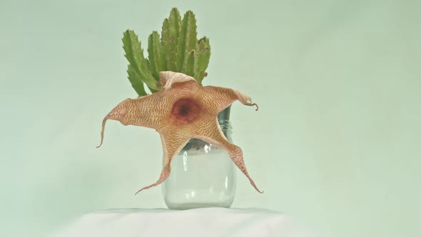 Timelapse Starfish Cactus Flower Is Withering.