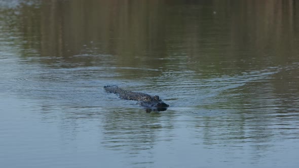 american alligator swimming zoom in slomo