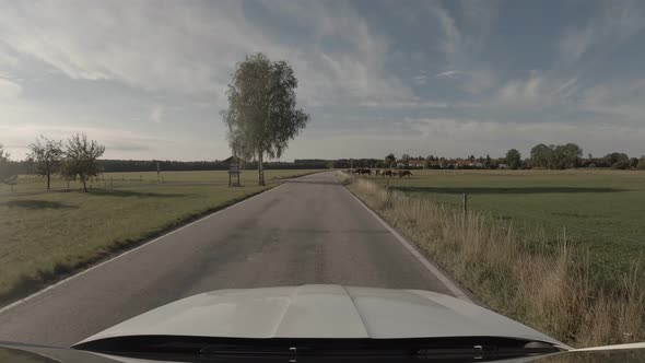 Driving at a rural road passing by some horses next to the street at a summertime landscape under a