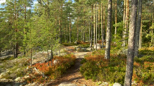 Walking Through Sunset Forest in Repovesi National Park, Finland