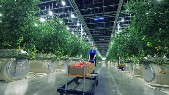 Female Gardener Moves a Cart with Tomatoes.