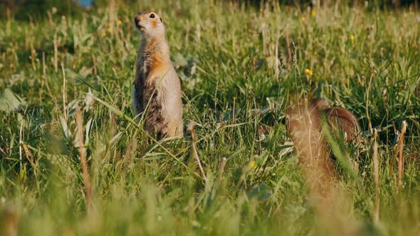 Gopher Eating Leaf (Ground Squirrel).