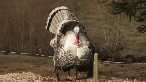 Male Turkey (Meleagris gallopavo) in Rural Field. 4K Version.