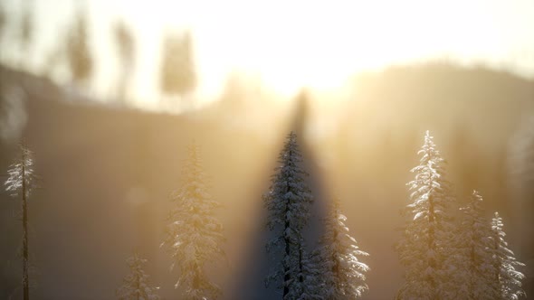 Splendid Christmas Scene in the Mountain Forest. Colorful Winter Sunrise