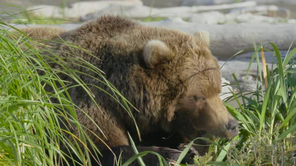 HD Grizzly Bear Lying Down Eating Tall Grass