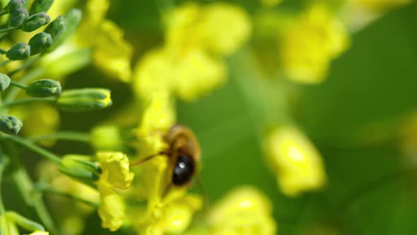 Fly on a Flower of Brassica Oleracea