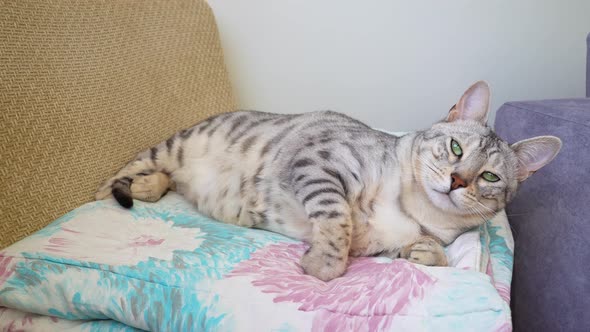 Silver Spotted Bengal Cat Wants to Fall Asleep