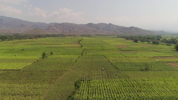 Agricultural Land in Indonesia