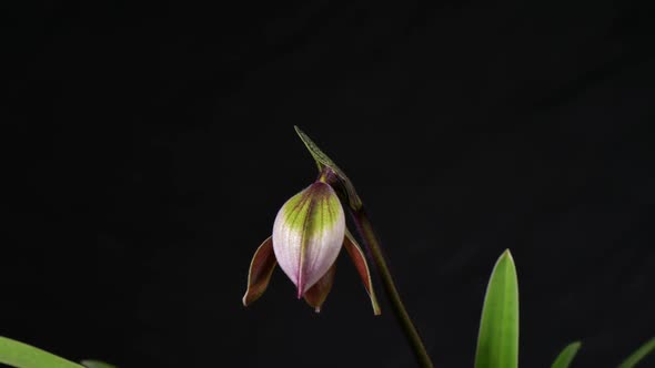 Time-lapse photography, the moment of blooming orchids.