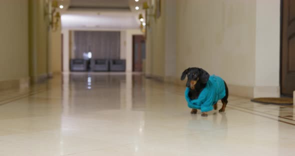 Funny Dachshund Dog in a Turquoise Terry Dressing Gown is Walking Around Corridor in Search of