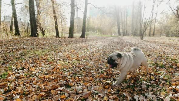 Portrait of Beautifull Funny Pug Dog Play and Looking Into the Camera Tilting Head