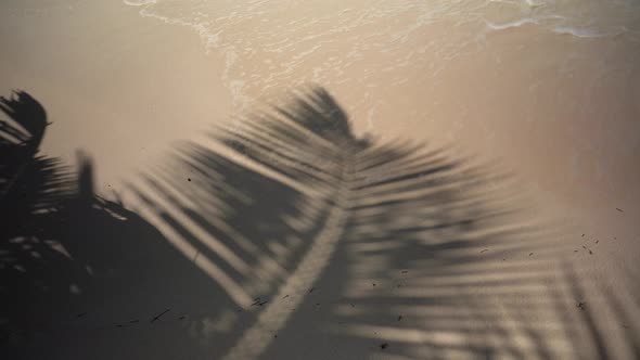 The Shadow Of A Palm Branch On The Sand