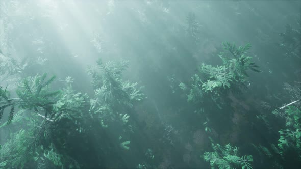 Aerial Sunrays in Forest with Fog