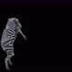 65 Zebra Dancing 4K - VideoHive Item for Sale