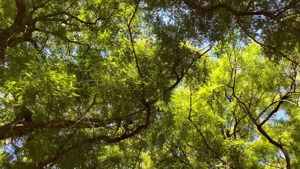 Passing Under a Large Gold Medallion Tree