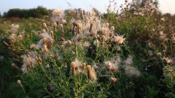 Creeping Thistle flower head with fluffy seeds