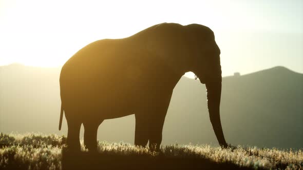 Old African Elephant Walking in Savannah Against Sunset