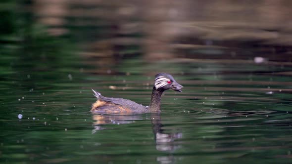 A White-tufted grebe diving on a pond and taking out a small catfish on his bill