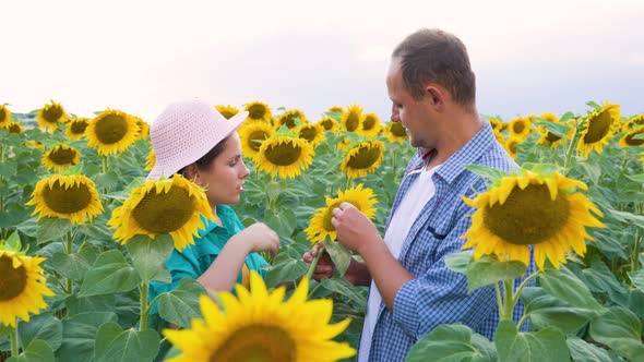 Side View of a Young Family Agronomists Standing in Sunflowers Check Quality of Crop Talking