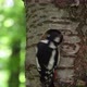 Woodpecker feeds offspring in a hollow - VideoHive Item for Sale