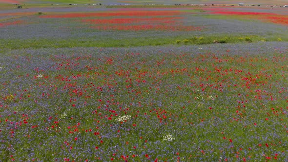 Flying over the colorful flower fields of Castelluccio di Norcia, Umbria (Italy)