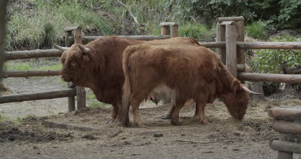 Two Highland Domestic Bulls In An Aviary