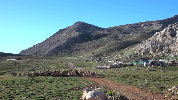 Nomadic Poor Shepherd Walks With Sheep in Plateau