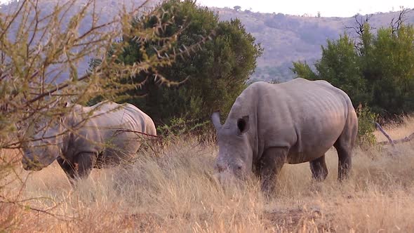 Southern White Rhinos grazing