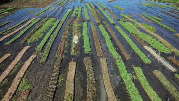 Aerial view of farmers doing the harvest in Banaripara, Barisal, Bangladesh.