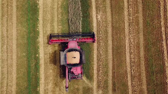 Combine Harvester Harvest Ripe Wheat on a Farm