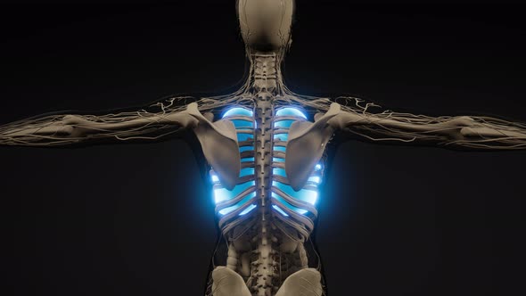 Human Lungs Radiology Exam alt