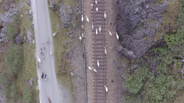 Animals Walking Along a Railway Track Endangering Oncoming Trains