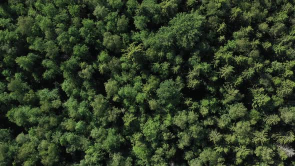 Aerial View From Drone on Summer Forest