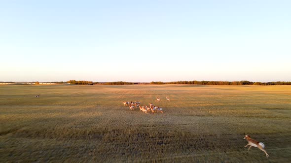 Aerial chasing view of fast running pronghorn antelope herd during sunset in Alberta Prairie. Male a