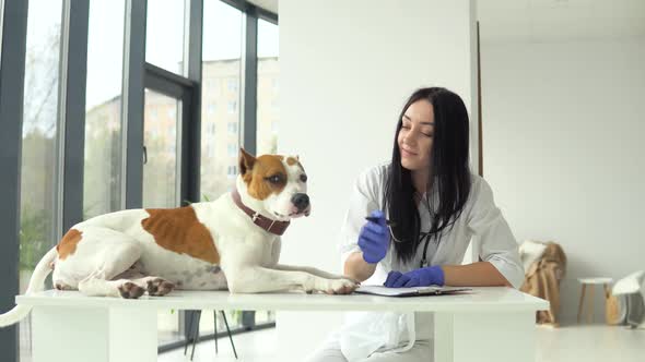 A Female Veterinarian Examines a American Staffordshire Terrier. The Dog Is Sitting on the Table