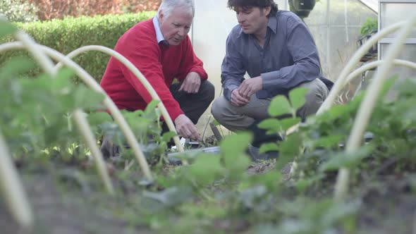 MS TU Father and son planting plants in greenhouse / Breda, NoordBrabant, Netherlands.