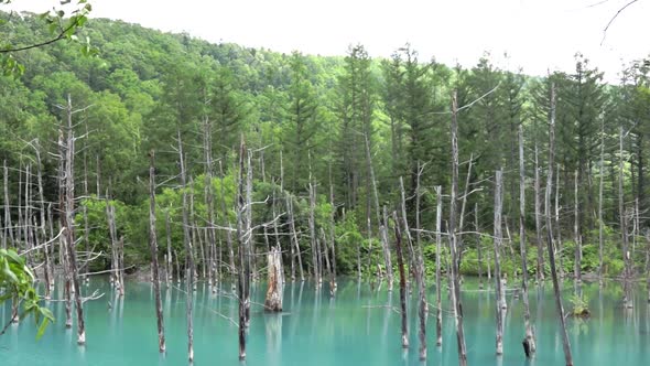 Shirogane Blue Pond in Japan, famous tourist destination, static shot