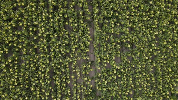 Sunflower Agriculture Land Aerial Green