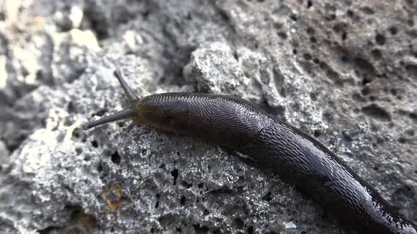 Slug