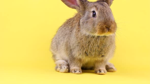 Small Fluffy Affectionate Brown Rabbit Sits on a Pastel Yellow Background