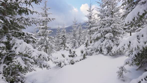 Camera Moves Between Snowy Fir Trees