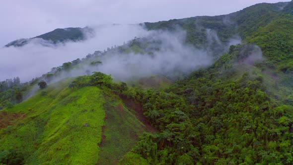 Aerial flight over green mountains with plants,trees and moss covered by clouds and fog in Los Mogot