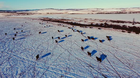 Cow cattle herd walking on field in winter on snow