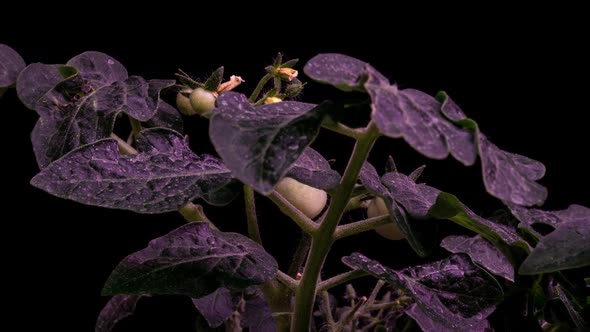 Green Tomato Ripening to a Red Tomato Time Lapse