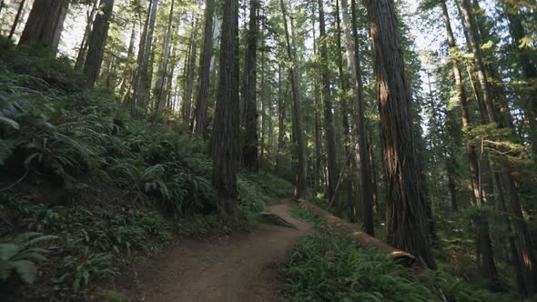 A gimbal shot of moving down a forested trail with tall trees, at sunset with sunlight at an angle.