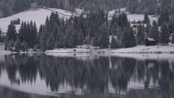 Coniferous trees reflected in water