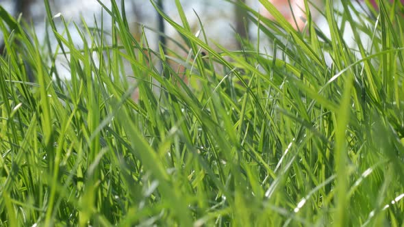 Beautiful Green Grass