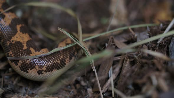 Kenyan sand boa slithering and burrowing