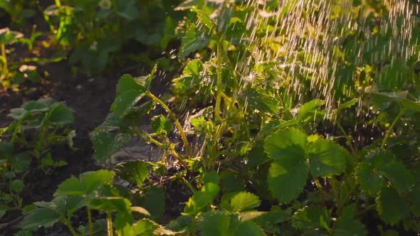 Morning Watering Strawberry Beds in the Garden in the Back Rays of the Rising Sun